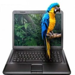 macaw on branch coming out of computer screen