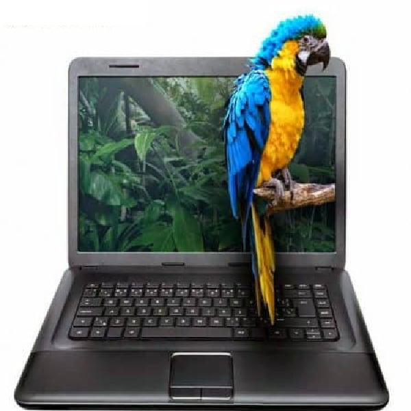 macaw on branch coming out of computer screen