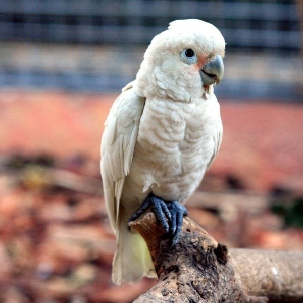 Goffin cockatoo perched out of doors