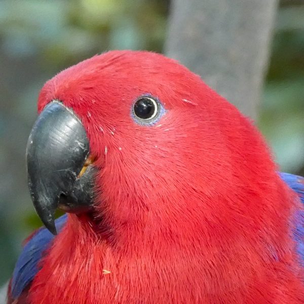 Is Higgins VitaSeed California Blend Safe for An Eclectus?