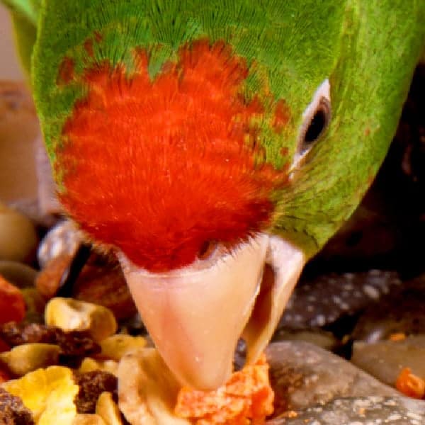 The Financial and Labor Cost of Feeding Formulated Diets to Parrots