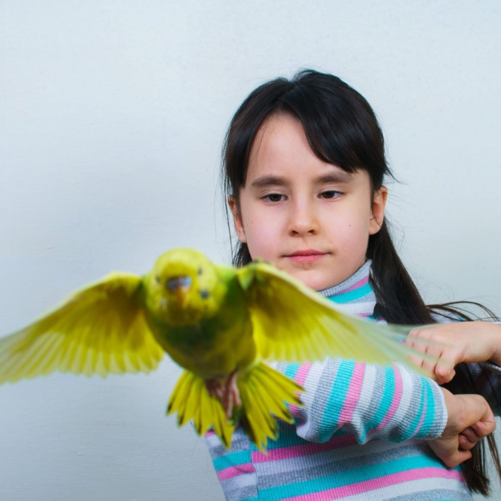 Is It Better To Clip Your Parrot’s Wings Or Not? - Windy City Parrot