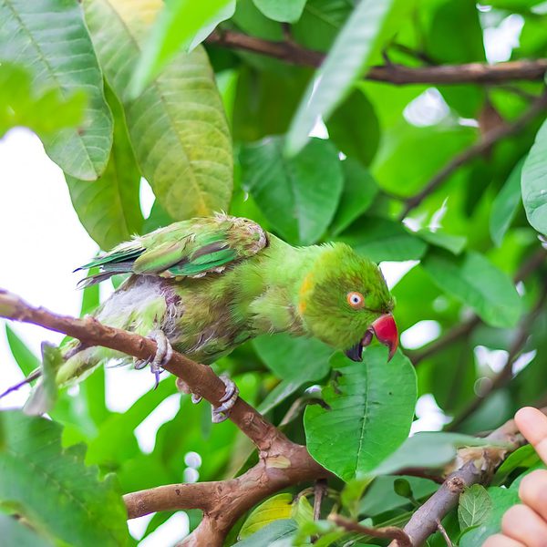 What is the Most Aggressive Parrot Species?