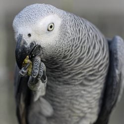 african grey parrot perched in a cage eating corn