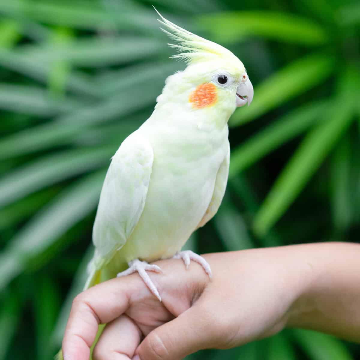 The Cockatiel is the Smallest, Actually a Miniature Cockatoo