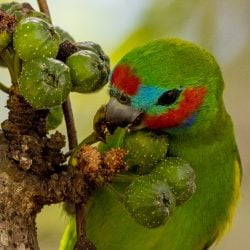 Double eyed fig parrot eating fruit in the wild