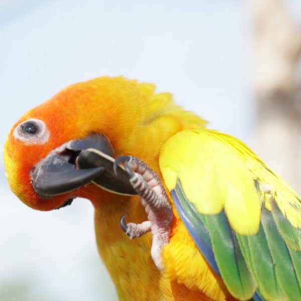 Sun conure parakeet eating sun flower seed