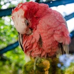 red parrot scarlet macaw ara macao bird sitting on the pal tree trunk panama wildlife scene from tropical forest beautiful parrot on green tree in nature habitat