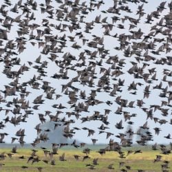 Large flock of starlings in flight