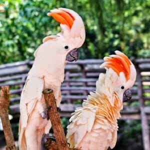 Foraging Toys for Two Very Large Moluccan Cockatoos