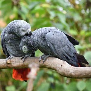Supply Suggestions for 2 African Grey Parrots