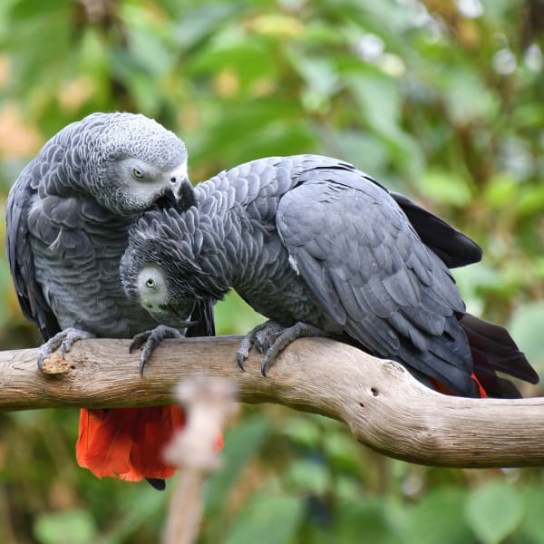 Information on Timneh and Congo African Grey Parrots