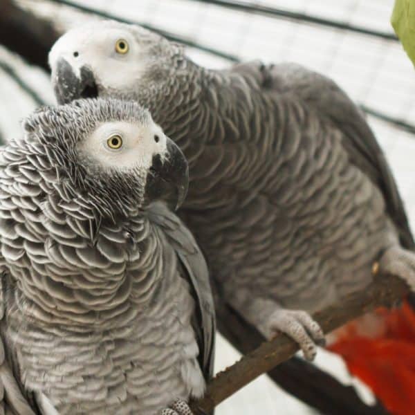 2 African grey parrots allopreening