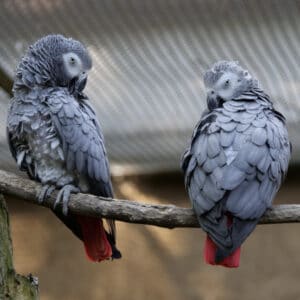 How Do I Fine-tune 2 African Greys Diet Beyond Trial & Error?