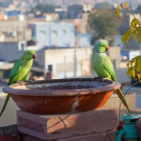 My Ringneck Parakeets Are Biting Me One Day After I Bought Them – Help