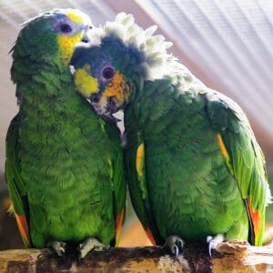 What Would Be a Good Perch for My 2 Amazon Parrots?