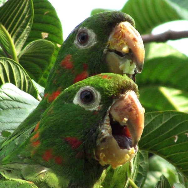 2 amazon parrots eating guava Embracing Untamed Pet Birds In the Confines of Your Home