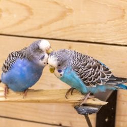 2 blue budgies allopreening