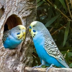 2 blue budgies in stick body out of hallowed tree