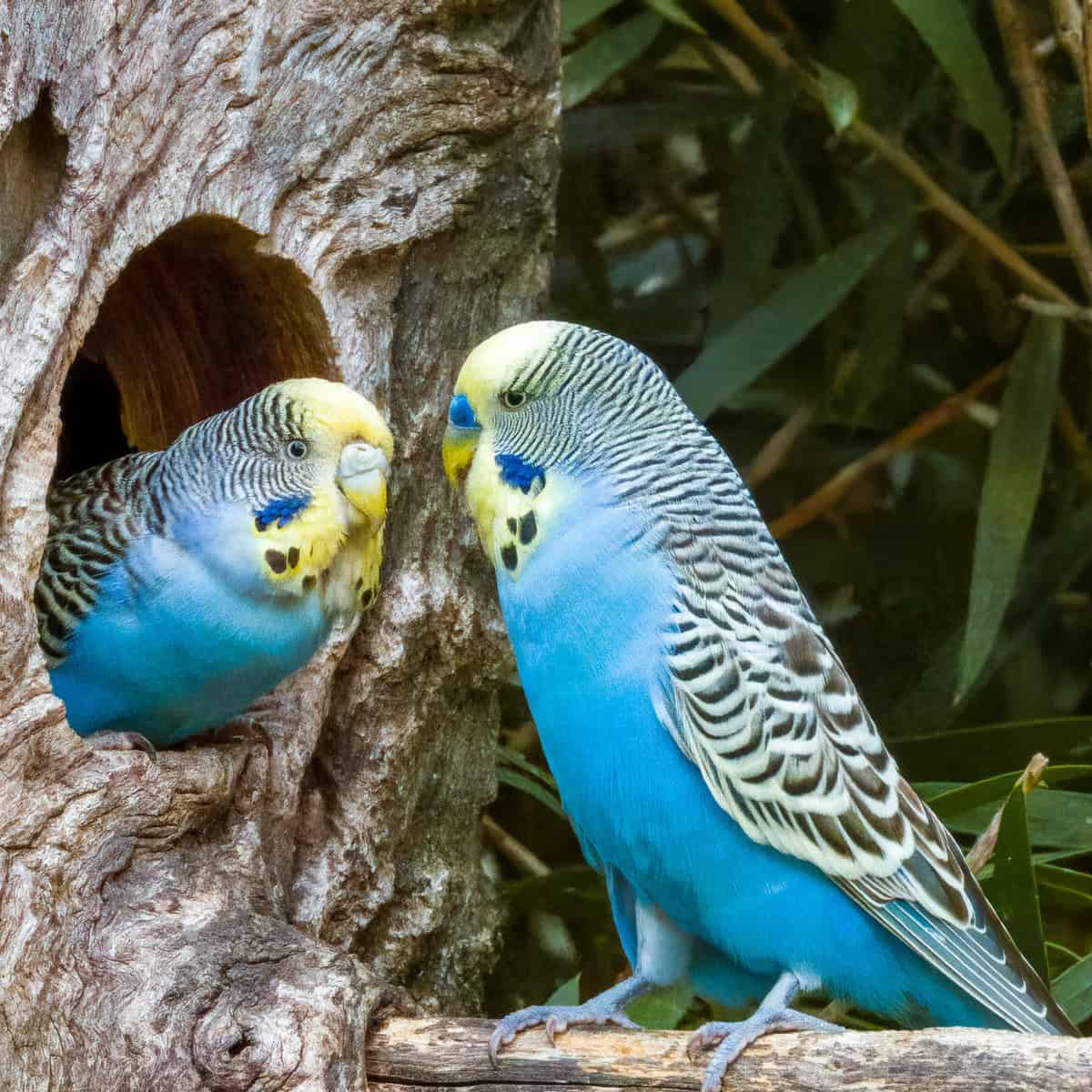 The Ultimate Guide to Caring for Your Budgie