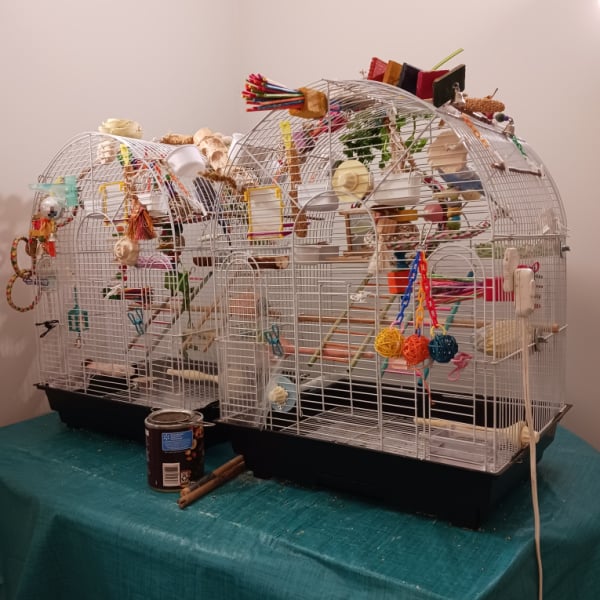 Gloria W's two budgie cages