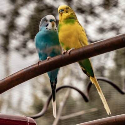 Answers For Breeding And Feeding Budgies