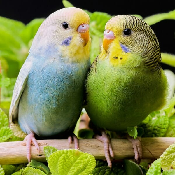 How Can I Get My New Budgie to Cohabitate With My Old Budgie?