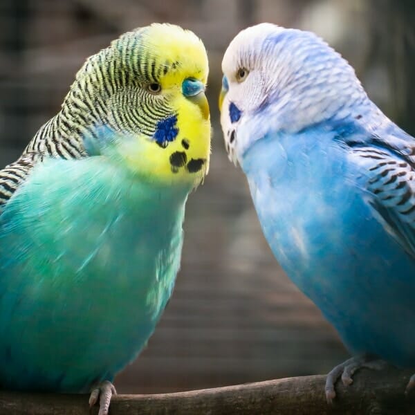 Why Are My Darling Birdling Female Parakeets Not Getting Along?