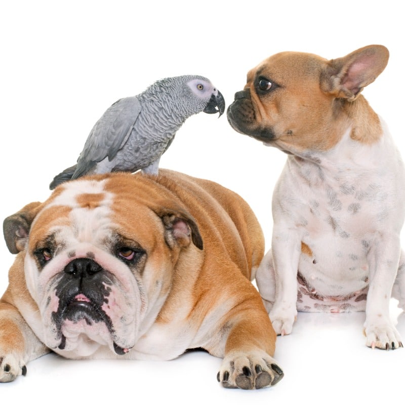 Should Birds Play With Dogs and Cats?