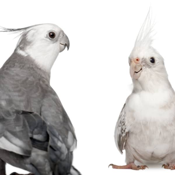 Male Cockatiel Attacked Female and Drew Blood So I Separated Them…and More