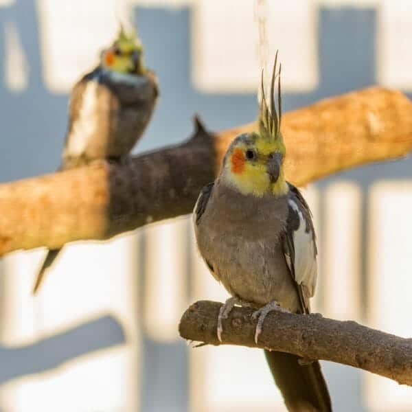 How My Cockatiels Are Surviving a Long Trip Away From Home