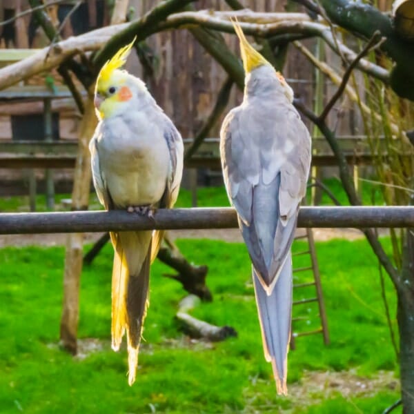 How Do I Handle 2 Flighted Out of Control Cockatiels?