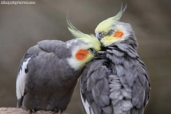 2 cockatiels sleeping with heads resting on one another