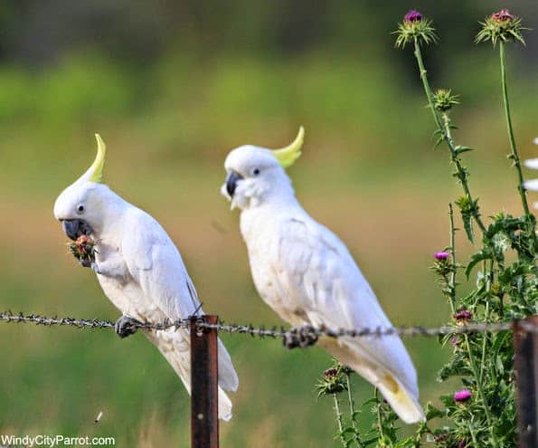 2 Cockatoos on barbed wire