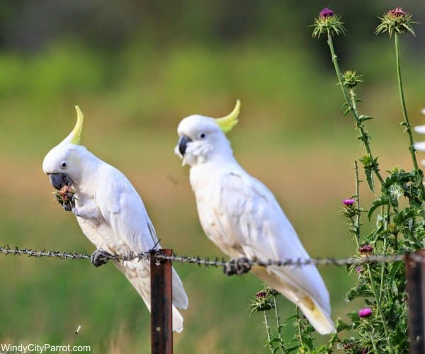 2 sulfur crested cockatoo parrots standing on a barbed wire fence. the one on the left is eating a flower