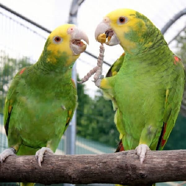 What’s the Story with Parrot Food Pellets?