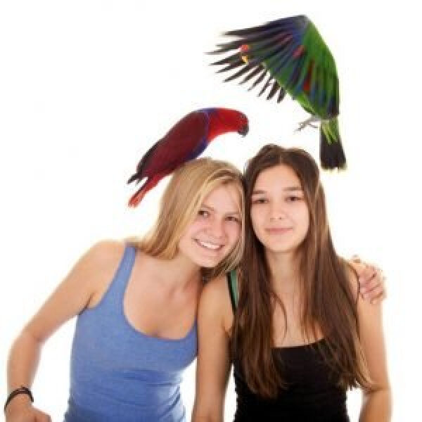 Why Do Eclectus Parrot Moms Peck Their Male Chicks to Death?
