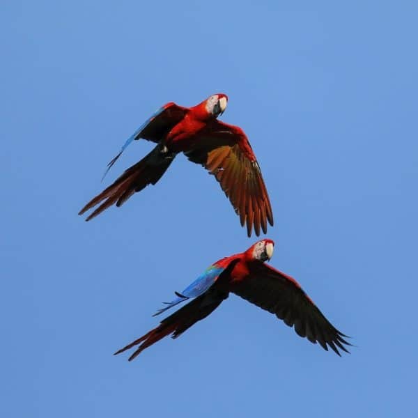 2 macaws flying left to right