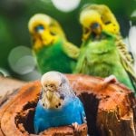 Close up juvenile budgie in hollow tree stump with male and females look on from behind