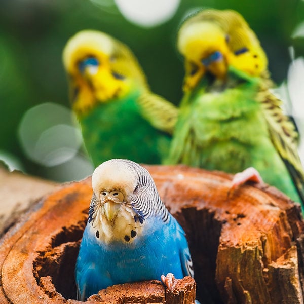 Is Budgie Breeding Predictable or With Unexpected Consequences?