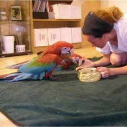 Woman kneeling on floor feeding with her hand 2 macaw parrots