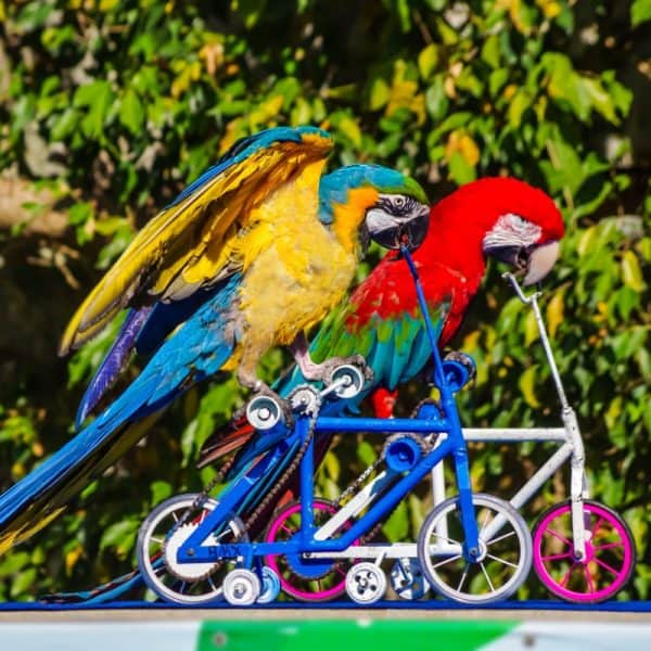 Blue and gold and greenwing macaw riding small bicycles