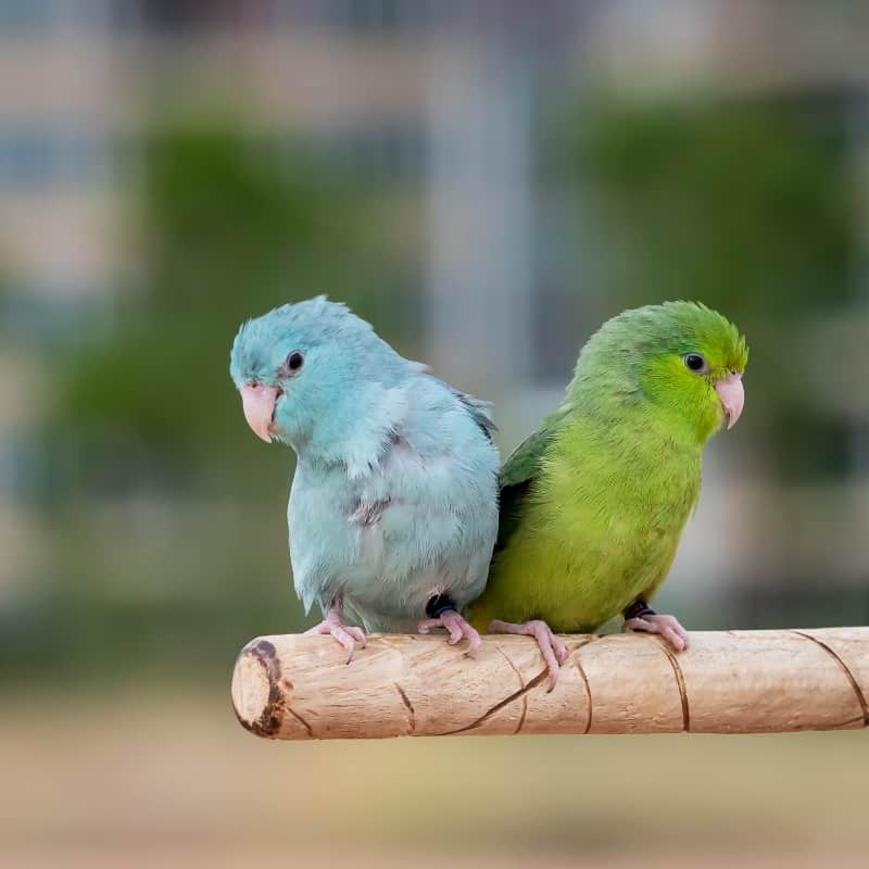 Do Bird Food Pellets Affect A Parrotlet’s Mutation Colors?