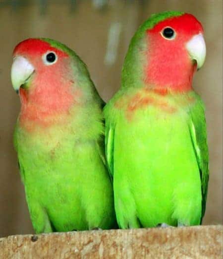 2 peach faced lovebirds