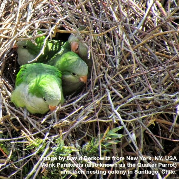 2 Quaker parrots in communal nest