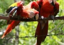 2 scarlet macaws on barb wire fence