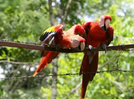 2 scarlet macaws on barb wire fence