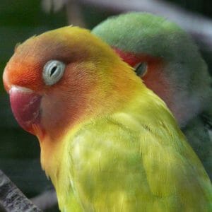 How Can I Get My Cockatiel and Lovebird (Back) On a Nutritionally Balanced Diet?