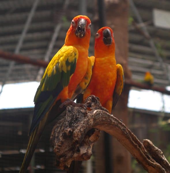 2 sun conure parakeets on a large branch