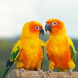 2 Sun conure parakeets on large perch